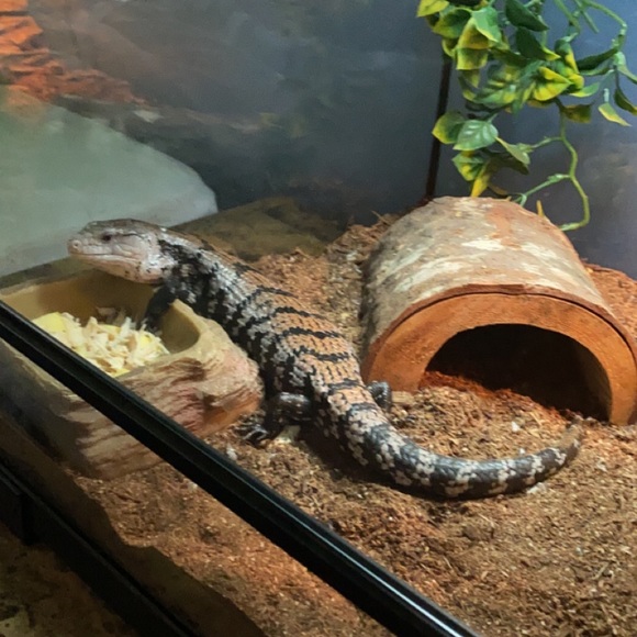 Meet your Posher, Alexander - Picture 1 of 1